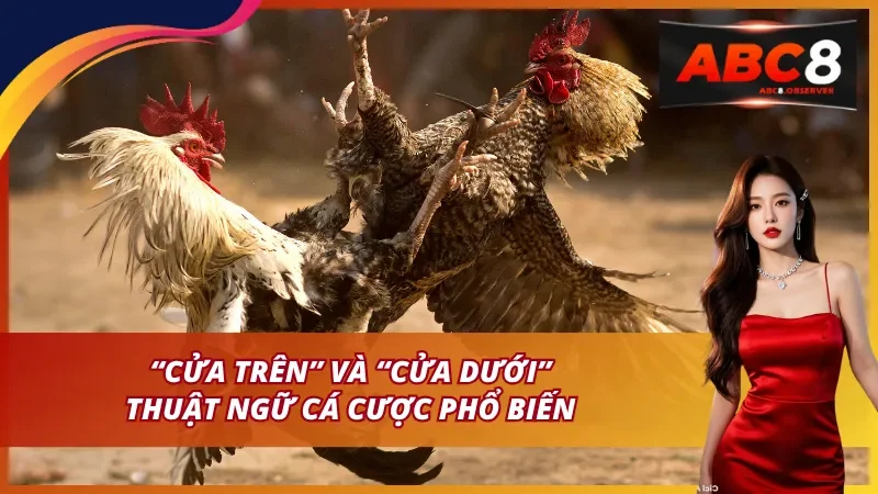 “Cửa trên” và “cửa dưới” – Thuật ngữ cá cược phổ biến