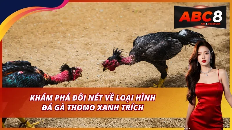 Khám phá đôi nét về loại hình đá gà thomo xanh trích